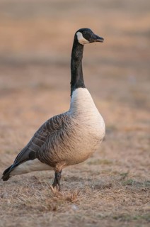 Canada Goose (Branta canadensis), Vaestergoetland, Sweden