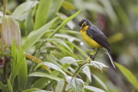 Spectacled Whitestart (Myioborus melanocephalus), Ecuador