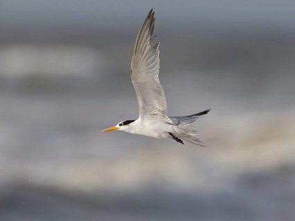 Lesser Crested Tern (Thalasseus bengalensis) flying, Sri Lanka