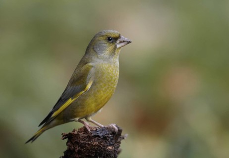 European Greenfinch (Chloris chloris), Mecklenburg-Western Pomerania, Deutschland