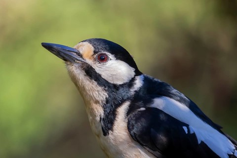 Great Spotted Woodpecker (Dendrocopos major) female, Lower Saxony, Germany