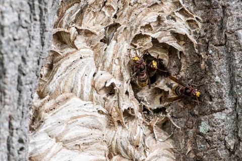 Hornissen (Vespa crabro), Emsland, Lower Saxony, Germany