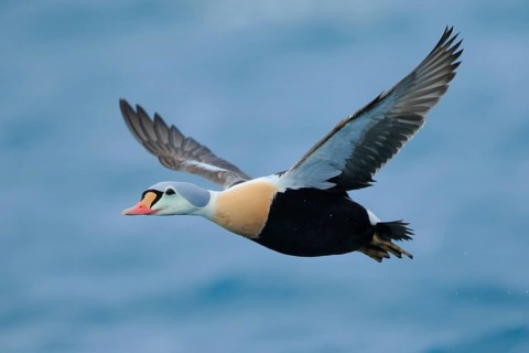 King Eider (Somateria spectabilis) male flying, Finnmark, Norway