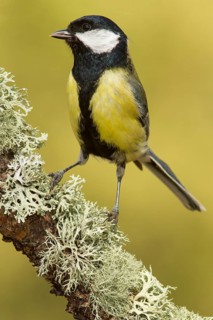 Great Tit (Parus major), perched on a branch, Galicia, Spain