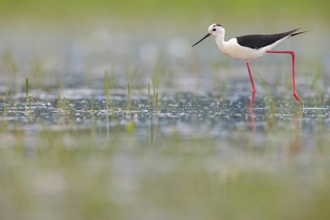 Black-winged Stilt, (Himantopus himantopus), avocet family, biotope, habitat, foraging, Floating