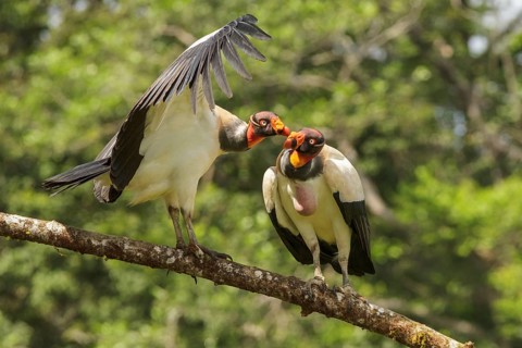 King Vulture (Sarcoramphus papa) perched on a branch in Costa Rica