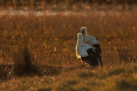 Two storks stand in a peaceful wetland, illuminated by the golden glow of sunset. The warm light