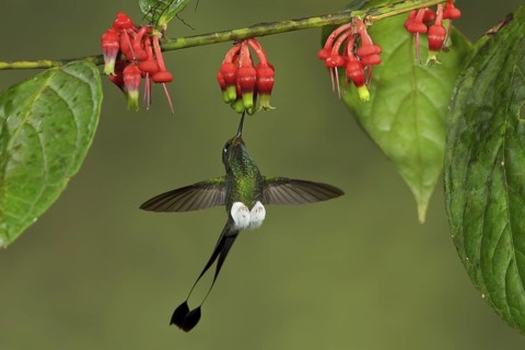 Booted Racket-tail hummingbird (Ocreatus underwoodii) flying while feeding at a flower in Ecuador,