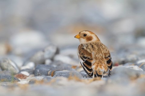 Snow Bunting - Schneeammer - Plectrophenax nivalis ssp. nivalis, Germany