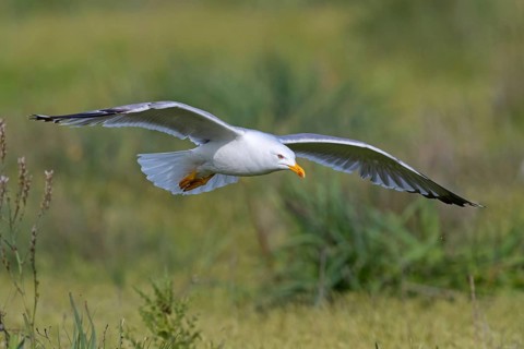 Mittelmeermöwe, Western Yellow-legged Gull, Mediterranean Yellow-legged Gull, Yellow-legged Gull,