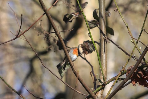 Robin (Erithacus rubecula) sitting on a branch, North Rhine-Westphalia, Germany