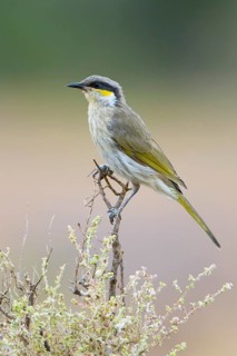 Singing Honeyeater (Gavicalis virescens), New South Wales, Australia