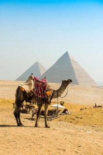 Camels and pyramids, Giza pyramids, UNESCO World Heritage Site, Giza, Cairo, Egypt
