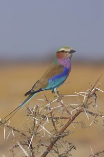 Lilac-breasted Roller (Coracias caudatus), Oshikoto, Namibia
