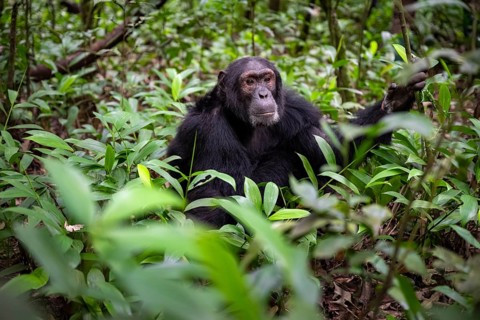 Chimpanzee (Pan Troglodytes), male on the ground, jungle in Kibale National Park, Uganda