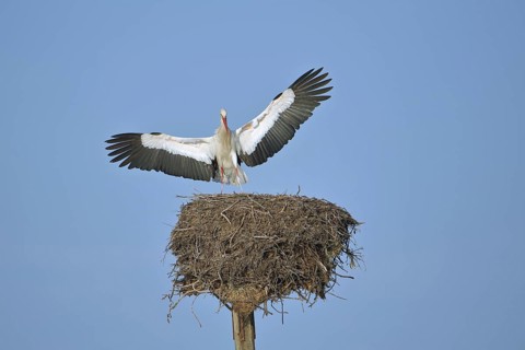 White stork (Ciconia ciconia) with open wings approaching nest, Los Barruecos, Malpartida de