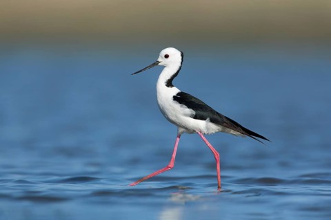White-headed Stilt (Himantopus leucocephalus), Victoria, Australia