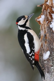Great Spotted Woodpecker (Dendrocopos major) male climbing tree, North Rhine-Westphalia, Germany