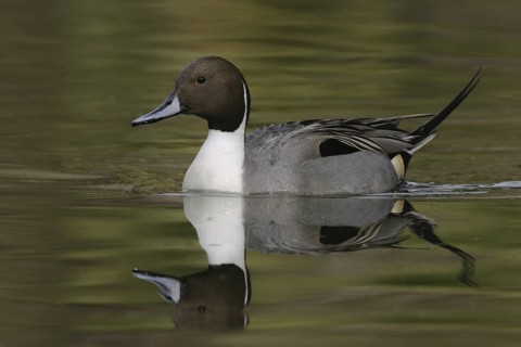 Northern Pintail (Anas acuta) male, Arizona, USA