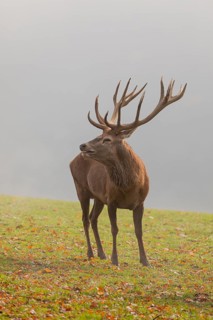 One Red Deer stag (Cervus elaphus) at the rutting season, standing on meadow, calling. A forest in