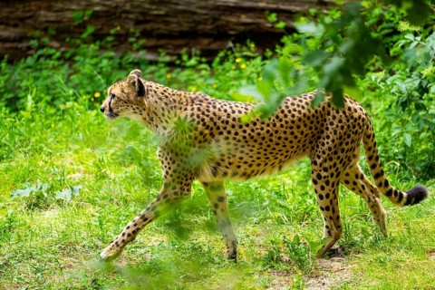 Cheetah (Acinonyx jubatus) walking around on the ground, Germany