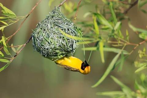 Masked weaver (Ploceus velatus), adult, male, at the nest, weaving, nest building, Pilanesberg