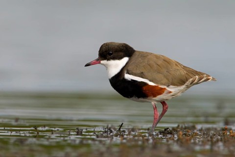 Red-kneed Dotterel (Erythrogonys cinctus) foraging, Victoria, Australia