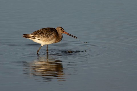 Black tailed godwit (Limosa limosa) adult wading bird in winter plumage feeding in a lagoon, RSPB