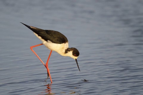 Black-winged Stilt (Himantopus himantopus) foraging, Spain