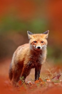 Red fox running on orange autumn leaves. Cute Red Fox, Vulpes vulpes in fall forest. Beautiful