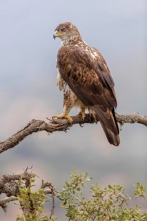 Bonelli's eagle, (Hieraaetus fasciatu), animals, birds, birds of prey, hawk family, perch, biotope,