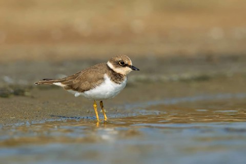 Little Ringed Plover (Charadrius dubius), Phetchaburi, Thailand