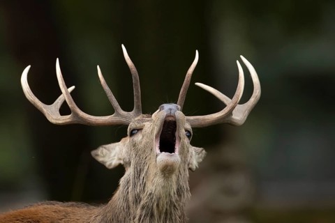 Red deer (Cervus elaphus) adult male stag animal roaring during the rut in autumn, England, United