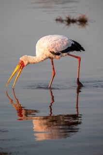 Glutton (Mycteria ibis) foraging in the water, in the morning light, with reflection, Sunset Dam,