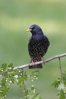 Common Starling (Sturnus vulgaris), Brandenburg, Germany