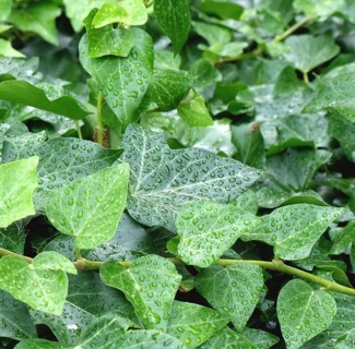 Irish ivy (Hedera hibernica), Germany