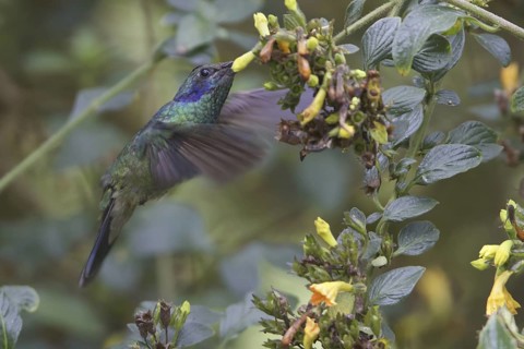 Green Violetear (Colibri thalassinus), Costa Rica