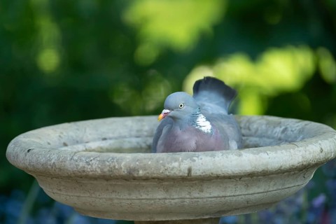 Wood pigeon (Columba palumbus) adult garden bird bathing in a bird bath in summer, England, United