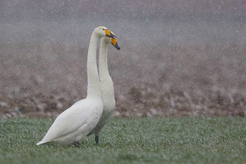 Whooper Swan (Cygnus cygnus) pair, North Rhine-Westphalia, Germany