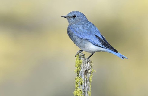 Mountain Bluebird (Sialia currucoides), Oregon, USA