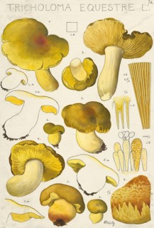 Mushroom, mushroom, greenling, Tricholoma equestre, authentic reproduction of an illustration by