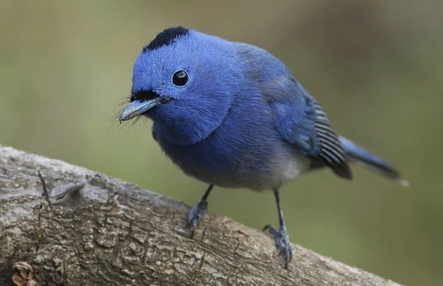 Black-naped Monarch (Hypothymis azurea) male, Maharashtra, India