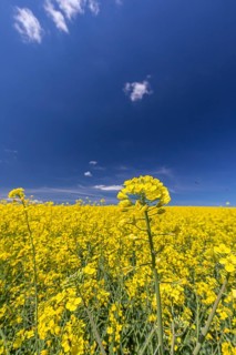 Flowering field of Rapeseed (Brassica napus) on a sunny day with blue sky and some white clouds