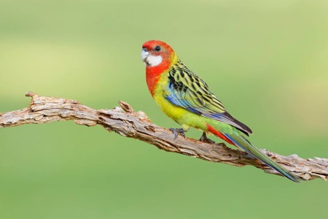 Eastern Rosella (Platycercus eximius), New South Wales, Australia
