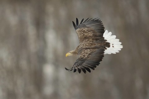 White-tailed Eagle (Haliaeetus albicilla) flying, Hokkaido, Japan