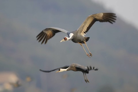 White-naped Crane (Antigone vipio) flying, Arasaki, Japan