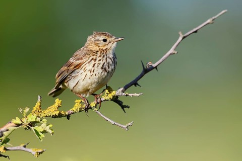 Meadow Pipit (Anthus pratensis), Schleswig-Holstein, Germany