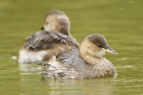 Little Grebe (Tachybaptus ruficollis) juvenile, Rhineland-Palatinate, Germany