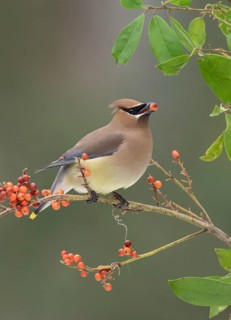Cedar Waxwing (Bombycilla cedrorum) eating red berries, Texas, USA