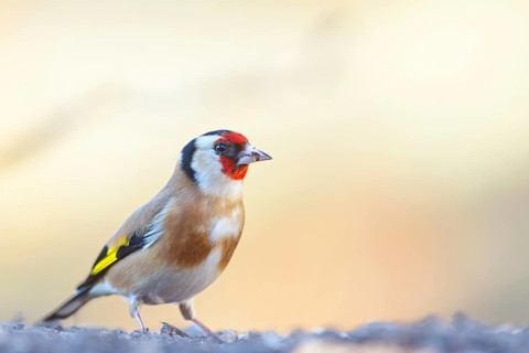 Goldfinch, goldfinch, (Carduelis carduelis), biotope, habitat, foraging, perch, Worms,
